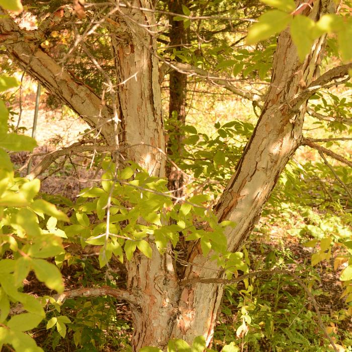 Paperbark Maple - Acer griseum Paperbark Maple - Acer griseum
