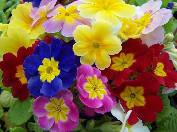 Primrose - Primula polyantha 'Pacific Giants Mix'