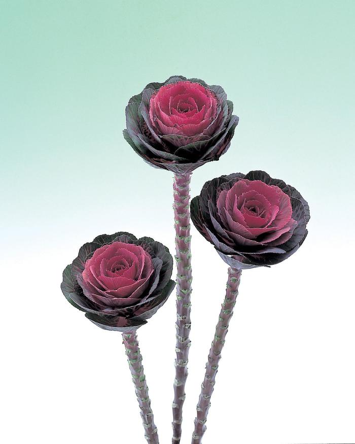 Crane Red - Flowering Kale