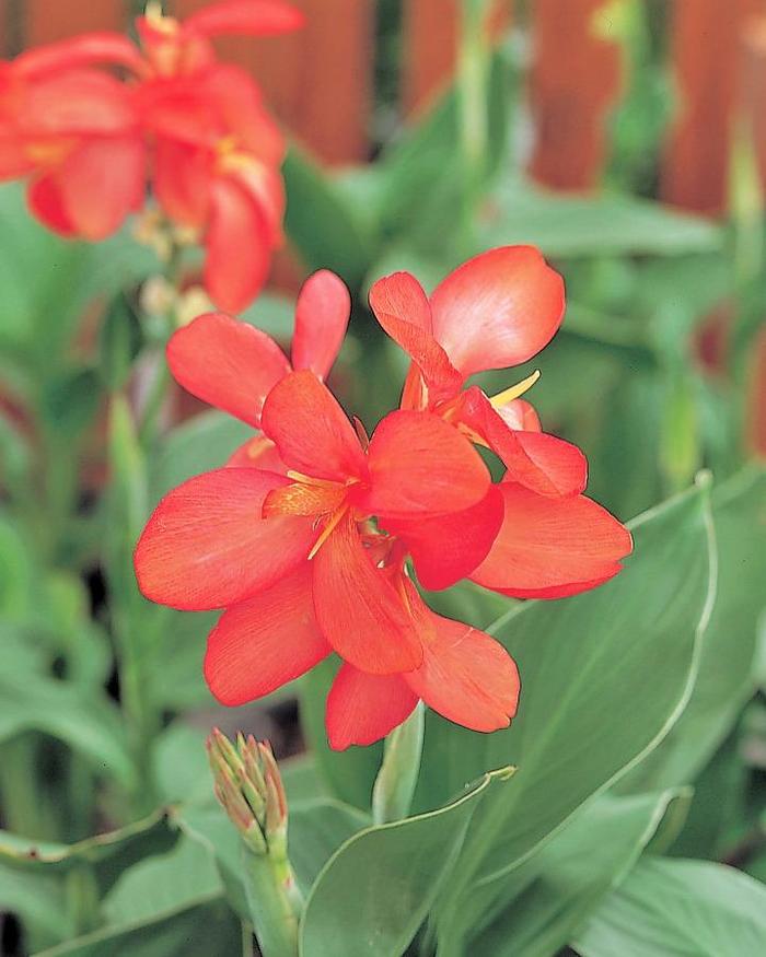 Tropical Salmon - Canna