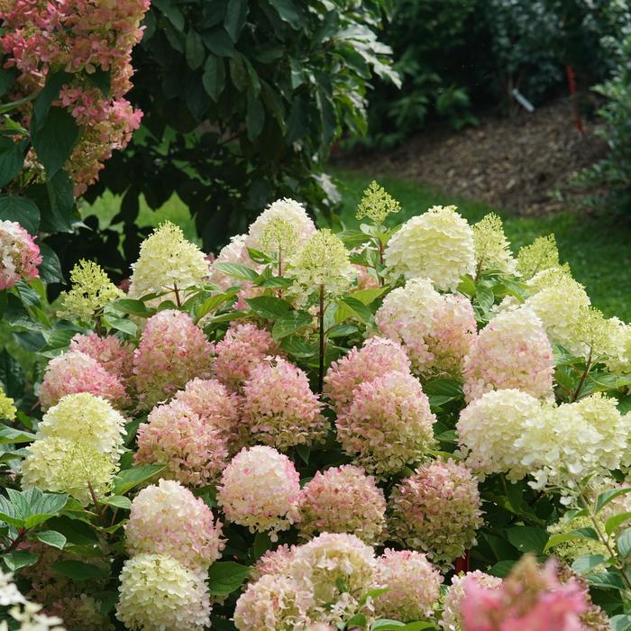 Fire Light Tidbit® - Hydrangea paniculata