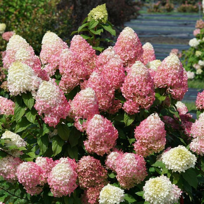 Quick Fire Fab® - Hydrangea paniculata Quick Fire Fab® - Hydrangea paniculata
