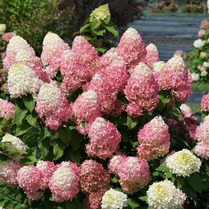 'Quick Fire Fab®' Panicle Hydrangea - Hydrangea paniculata