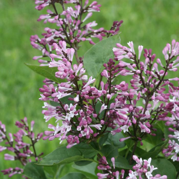 Baby Kim® - Syringa hybrid