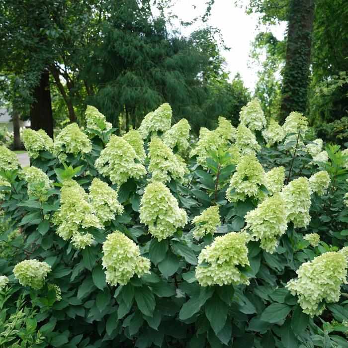'Limelight Prime®' - Hydrangea paniculata