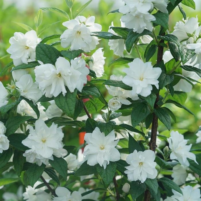 Illuminati Arch® Mock Orange - Philadelphus coronarius 'SMNPBV' PP32395 (Mock Orange)