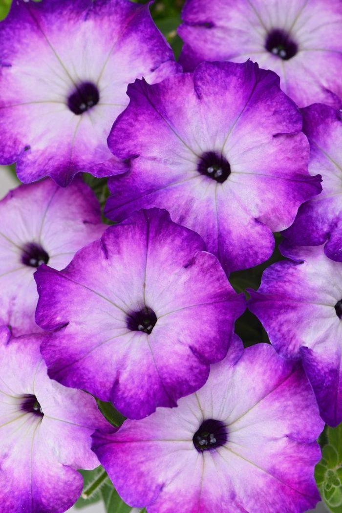 Crazytunia® Purple Storm - Petunia hybrid Crazytunia® Purple Storm - Petunia hybrid