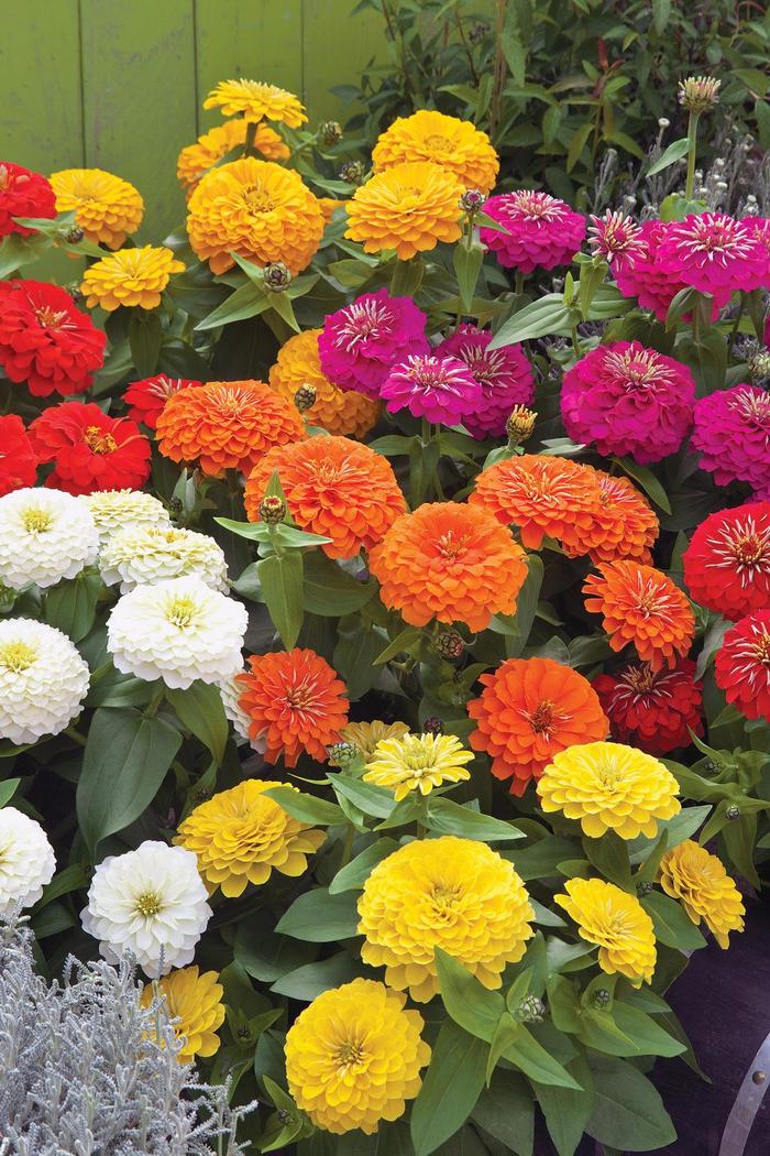 Preciosa Mix - Zinnia 