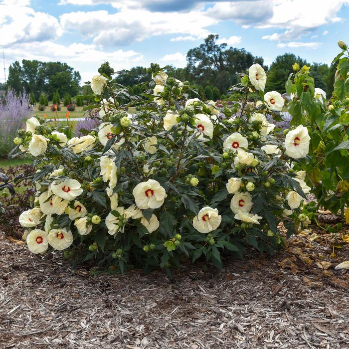 Summerific® 'French Vanilla' - Hibiscus hybrid