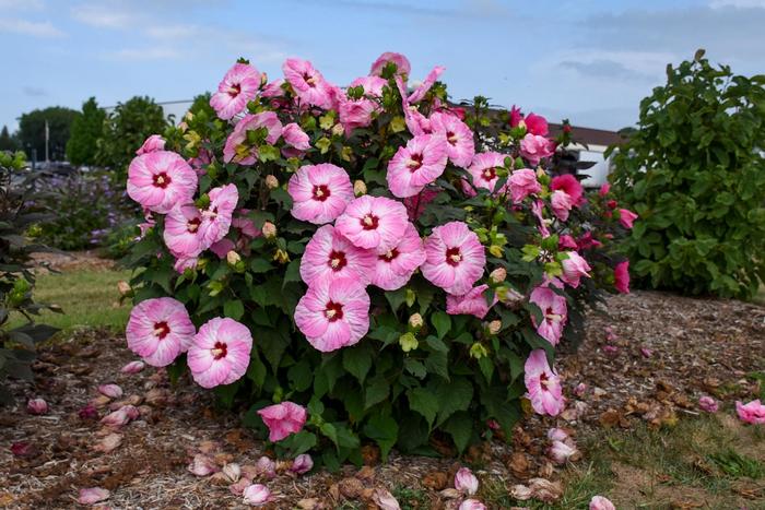Summerific® 'Spinderella' Rose Mallow - Hibiscus hybrid