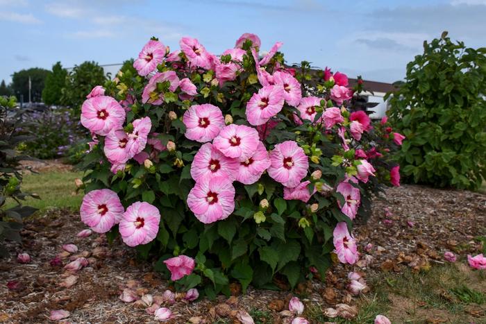 Summerific® 'Spinderella' Rose Mallow - Hibiscus hybrid Summerific® 'Spinderella' Rose Mallow - Hibiscus hybrid