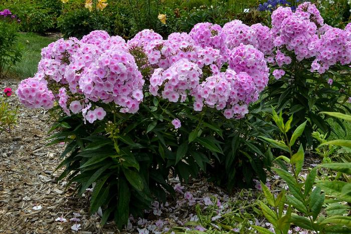 Luminary™ 'Opalescence' - Phlox paniculata Luminary™ 'Opalescence' - Phlox paniculata