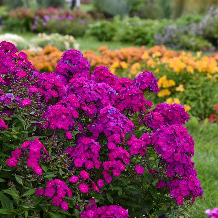 Luminary™ 'Ultraviolet' - Phlox paniculata