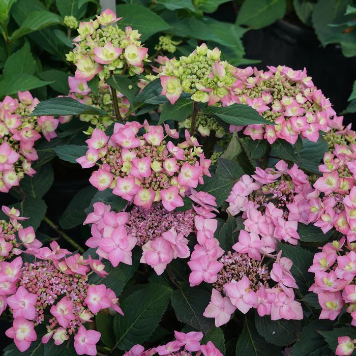 Reblooming Hydrangea - Hydrangea macrophylla x serrata 'SMNHSI' PPAF, Can PBRAF (Reblooming Hydrangea) Reblooming Hydrangea - Hydrangea macrophylla x serrata 'SMNHSI' PPAF, Can PBRAF (Reblooming Hydrangea)