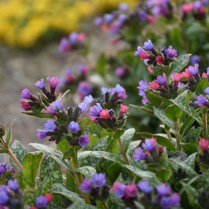 'Spot On' Lungwort - Pulmonaria 'Spot On' Lungwort - Pulmonaria