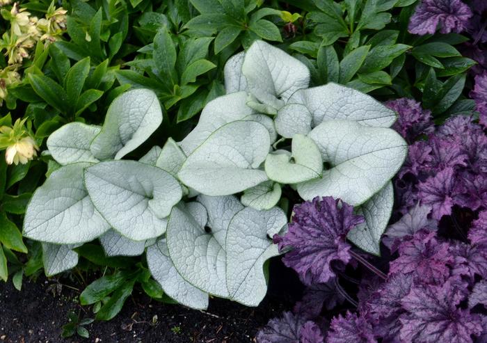 Heartleaf Brunnera - Brunnera hybrid 'Alexandria' Heartleaf Brunnera - Brunnera hybrid 'Alexandria'