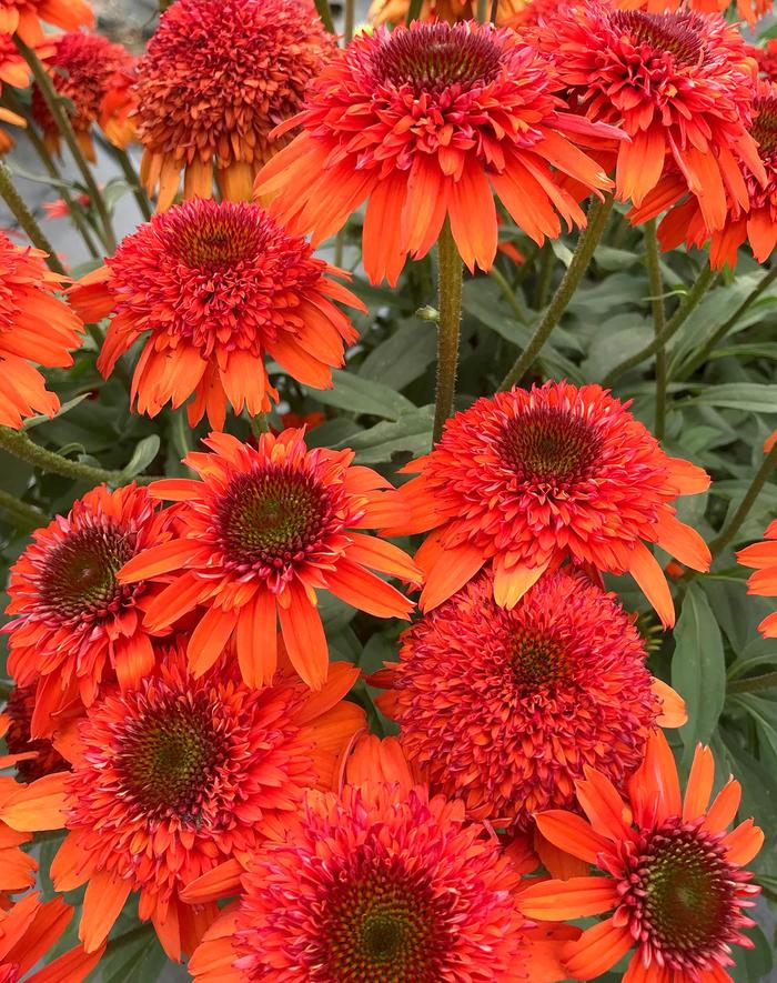 Coneflower - Echinacea hybrida 'Moab Sunset' Coneflower - Echinacea hybrida 'Moab Sunset'
