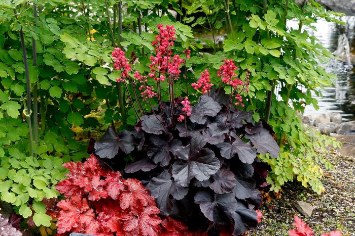 Coral Bells - Heuchera hybrid 'Black Forest Cake'