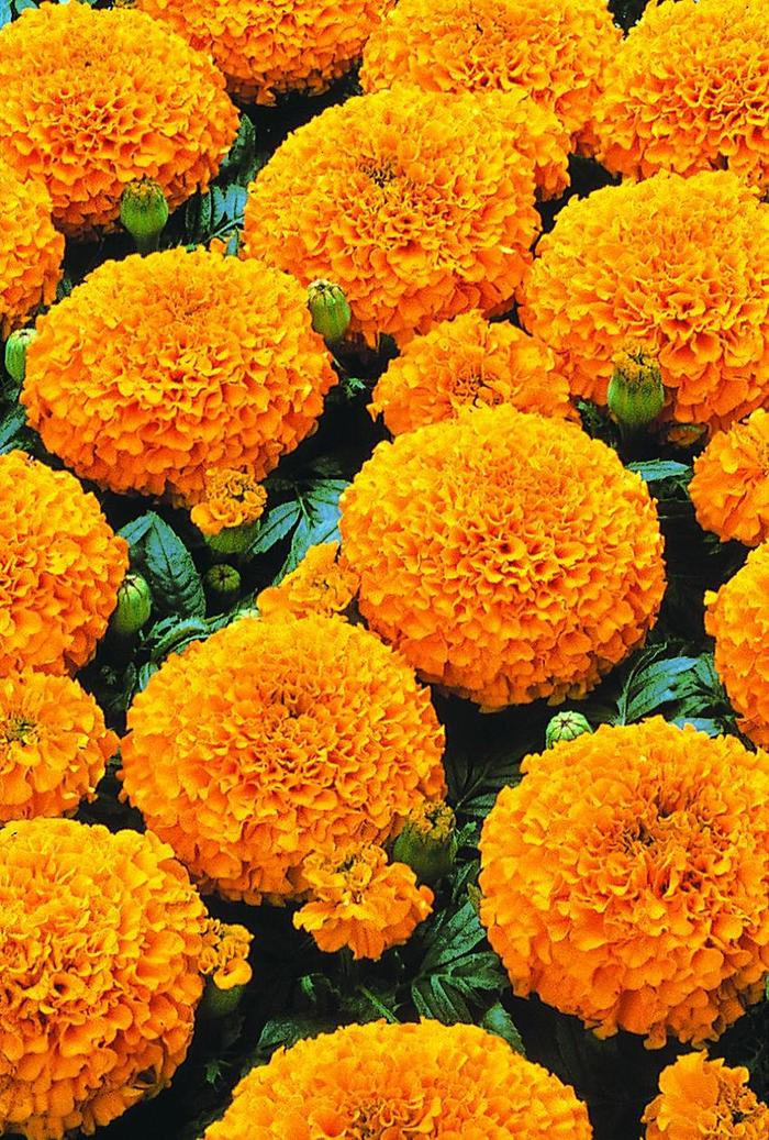 Marigold - Tagetes erecta Marvel™ Orange Marigold - Tagetes erecta Marvel™ Orange