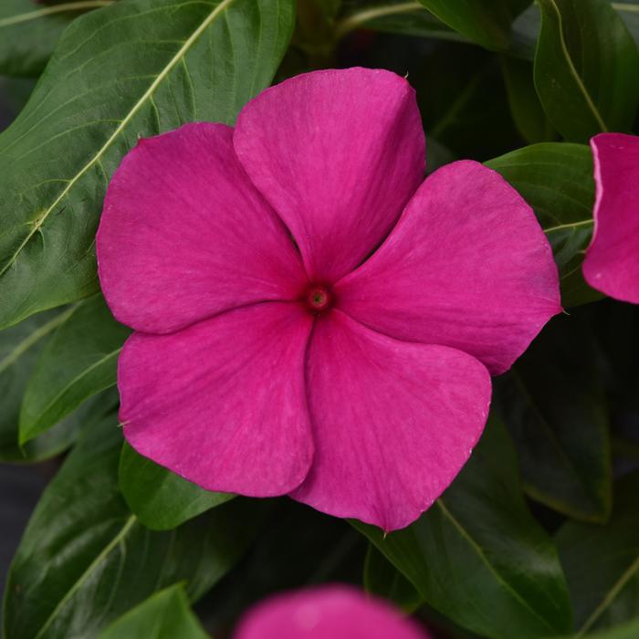 Vinca - Catharanthus roseus Valiant™ Magenta Vinca - Catharanthus roseus Valiant™ Magenta