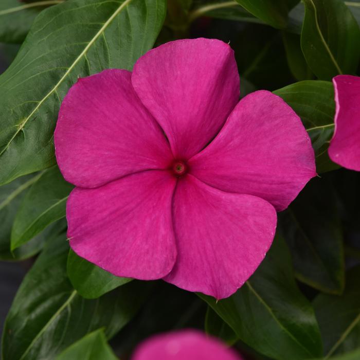 Vinca - Catharanthus roseus Valiant™ Magenta 