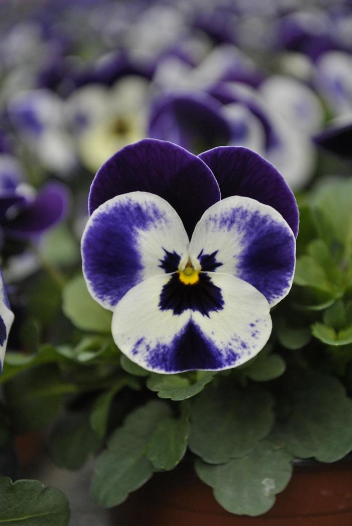 Quicktime™ 'Mickey' - Viola cornuta Quicktime™ 'Mickey' - Viola cornuta
