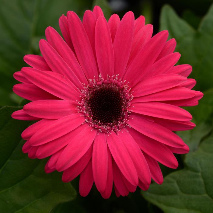Mega Revolution™ Bright Rose Dark Eye - Gerbera jamesonii Mega Revolution™ Bright Rose Dark Eye - Gerbera jamesonii
