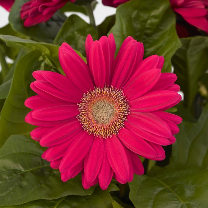 Gerbera Daisy - Gerbera jamesonii (Mega Revolution™ Deep Rose Light Eye)