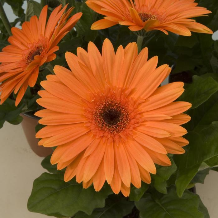 Gerber Daisy - Gerbera jamesonii Gerbera jamesonii (Revolution™ Orange Dark Eye)