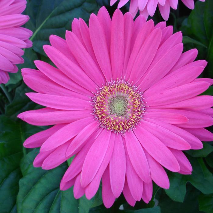 Gerbera Daisy - Gerbera jamesonii (Mega Revolution™ Rose Light Eye)