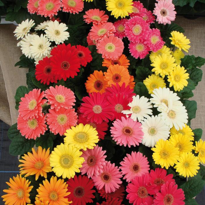 'Mini Revolution Mix' Gerber Daisy - Gerbera jamesonii 'Mini Revolution Mix' Gerber Daisy - Gerbera jamesonii