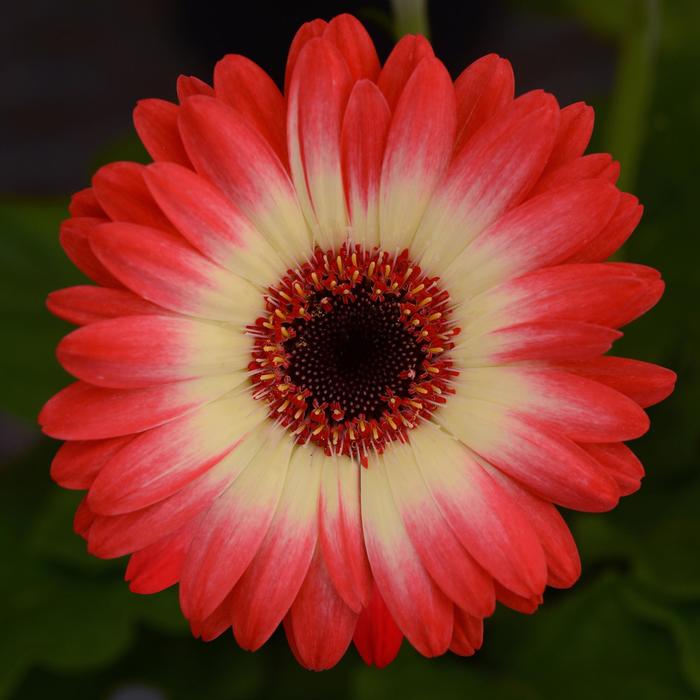 Gerbera Daisy - Gerbera jamesonii Revolution™ Bicolor Red Lemon Gerbera Daisy - Gerbera jamesonii Revolution™ Bicolor Red Lemon