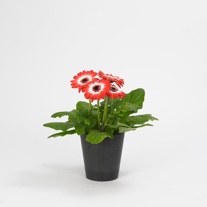 Gerbera Daisy - Gerbera jamesonii Revolution™ Bicolor Red White