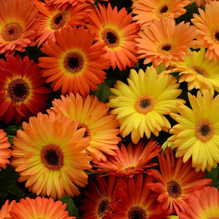 Gerbera Daisy - Gerbera jamesonii (Revolution™ Bicolor Yellow Orange Dark Eye)