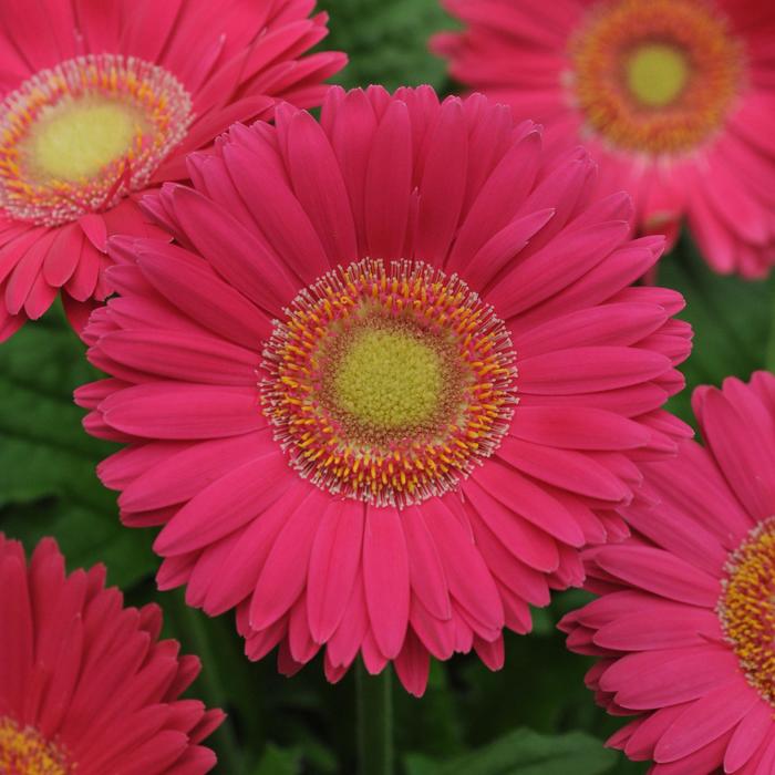 Gerbera Daisy - Gerbera jamesonii Revolution™ Bright Rose Light Eye