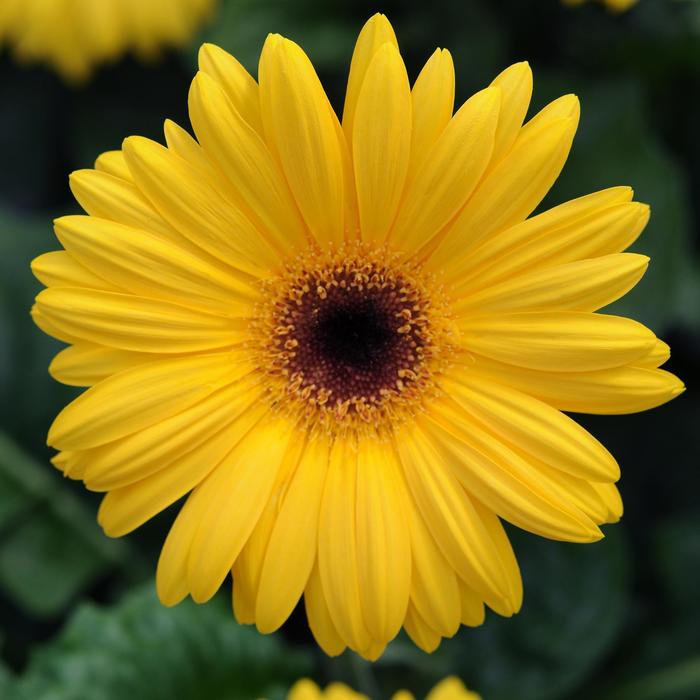 Gerbera Daisy - Gerbera jamesonii (Revolution™ Golden Yellow Dark Eye)