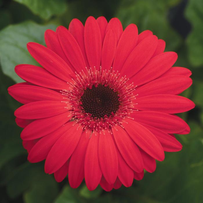 Gerbera Daisy - Gerbera jamesonii Revolution™ Red Dark Eye