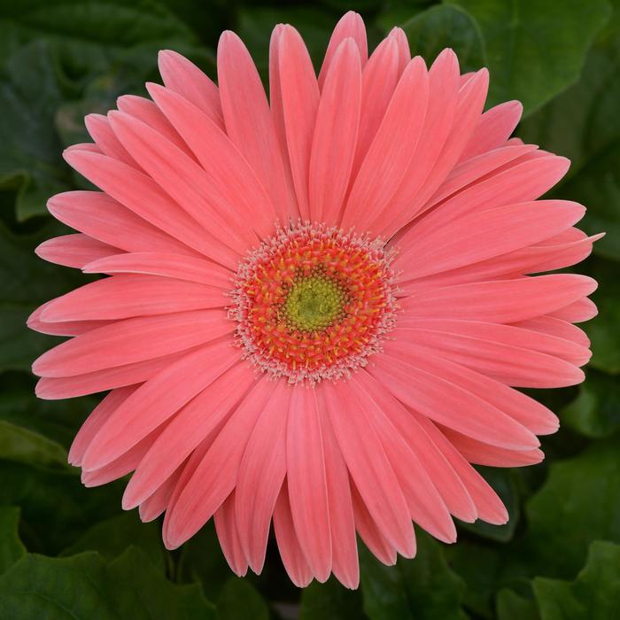 Gerbera Daisy - Gerbera jamesonii Revolution™ Salmon Shade Light Eye Gerbera Daisy - Gerbera jamesonii Revolution™ Salmon Shade Light Eye