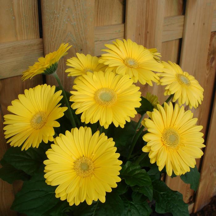 Gerbera Daisy - Gerbera jamesonii Revolution™ Yellow Light Eye Gerbera Daisy - Gerbera jamesonii Revolution™ Yellow Light Eye