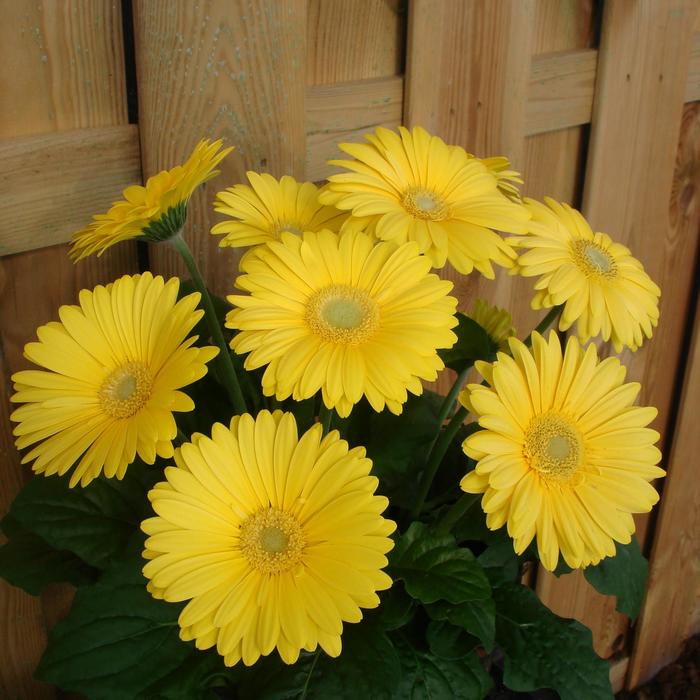 Gerbera Daisy - Gerbera jamesonii Revolution™ Yellow Light Eye