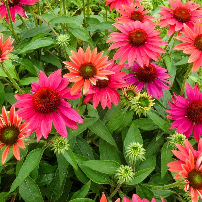 Coneflower - Echinacea hybrida 'Sombrero® Tres Amigos' 