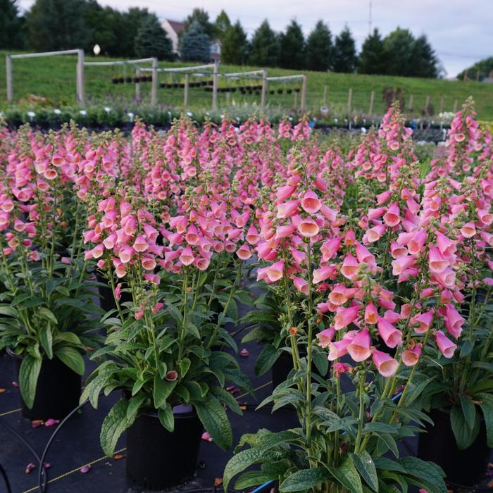 Foxglove - Digitalis hybrid 'Arctic Fox Rose' 