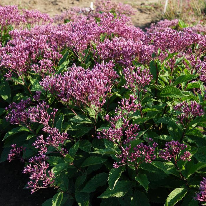 Joe-Pye Weed - Eupatorium purpureum Euphoria™ Ruby 