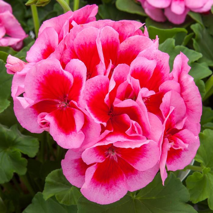 Geranium, Hybrid - Pelargonium hybrid Calliope® Large Rose Mega Splash