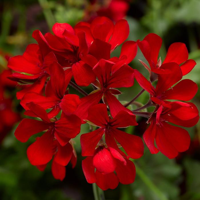 Geranium, Ivy - Pelargonium peltatum 'Cascade Dark Red' Geranium, Ivy - Pelargonium peltatum 'Cascade Dark Red'
