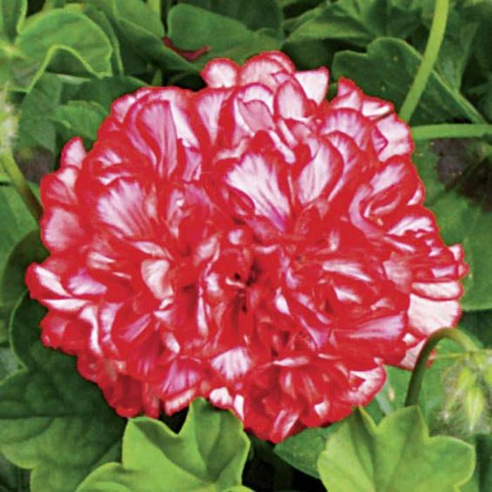 Geranium, Ivy - Pelargonium peltatum 'Ivy League™ Arctic Red' Geranium, Ivy - Pelargonium peltatum 'Ivy League™ Arctic Red'