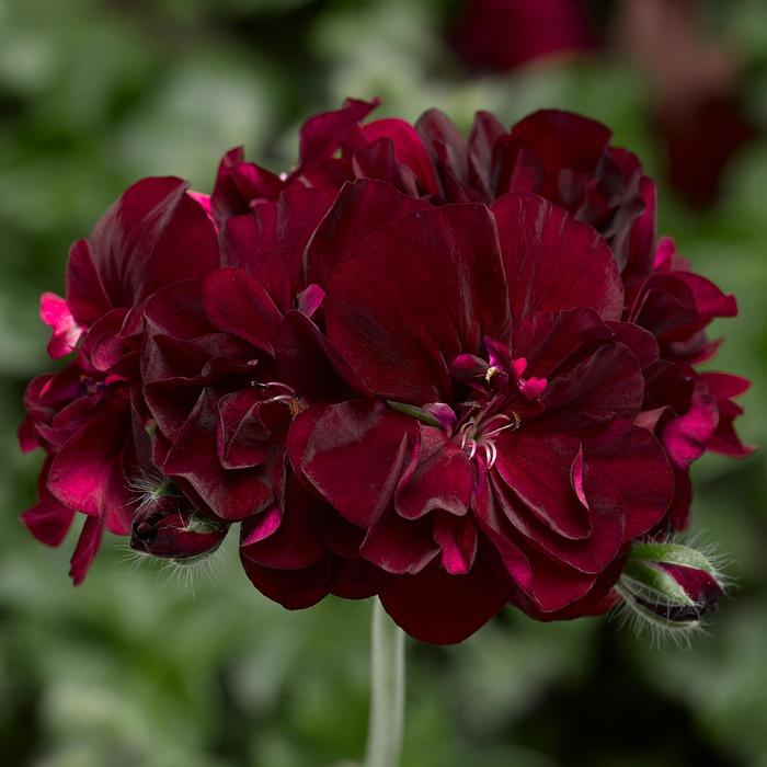 Geranium, Ivy - Pelargonium peltatum Ivy League™ Burgundy 