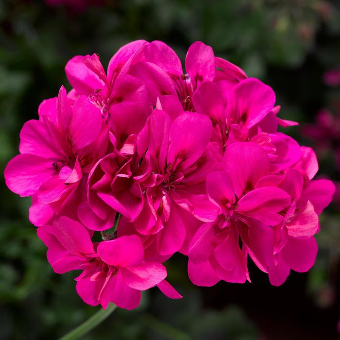 Ivy League&trade; Deep Pink - Geranium, Ivy