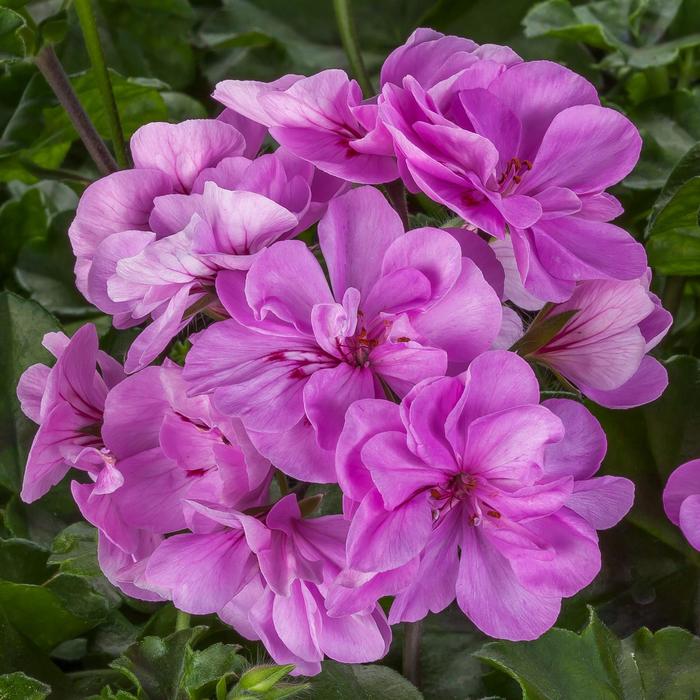 Geranium, Ivy - Pelargonium peltatum Ivy League™ Light Lavender 