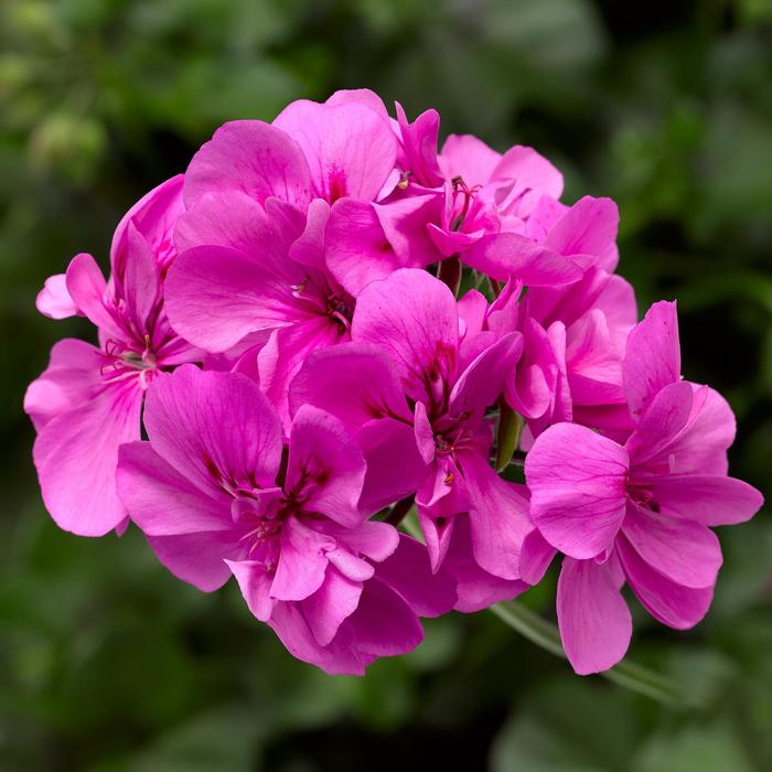 Geranium, Ivy - Pelargonium peltatum Ivy League™ Orchid 